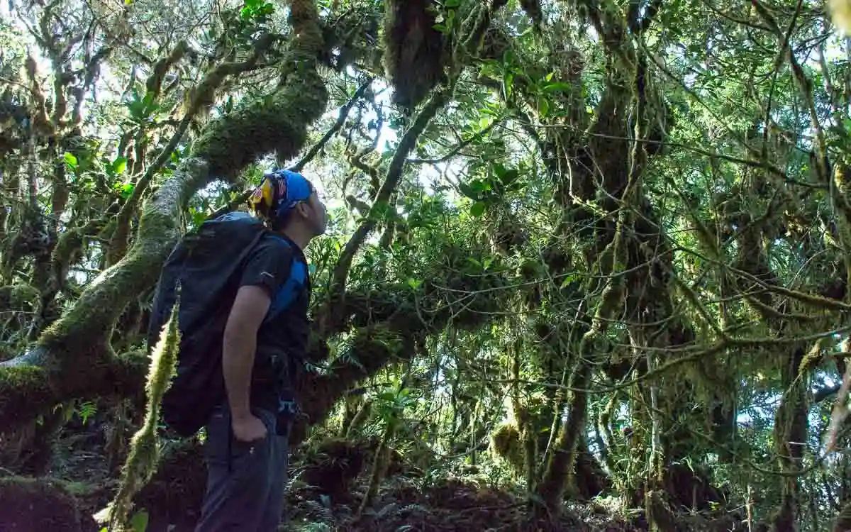 Hikers walking through Mount Pulag mossy forest trail