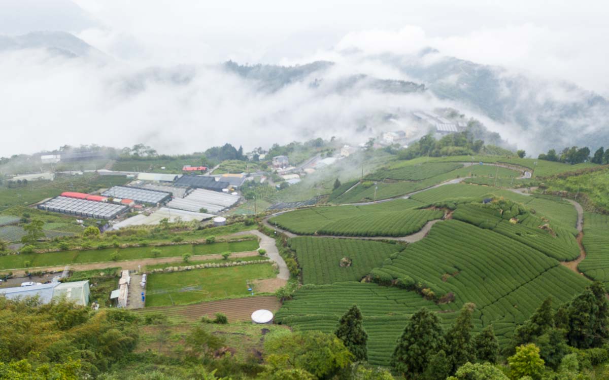 Aerial view of the tea plantation in Eryanping Trail