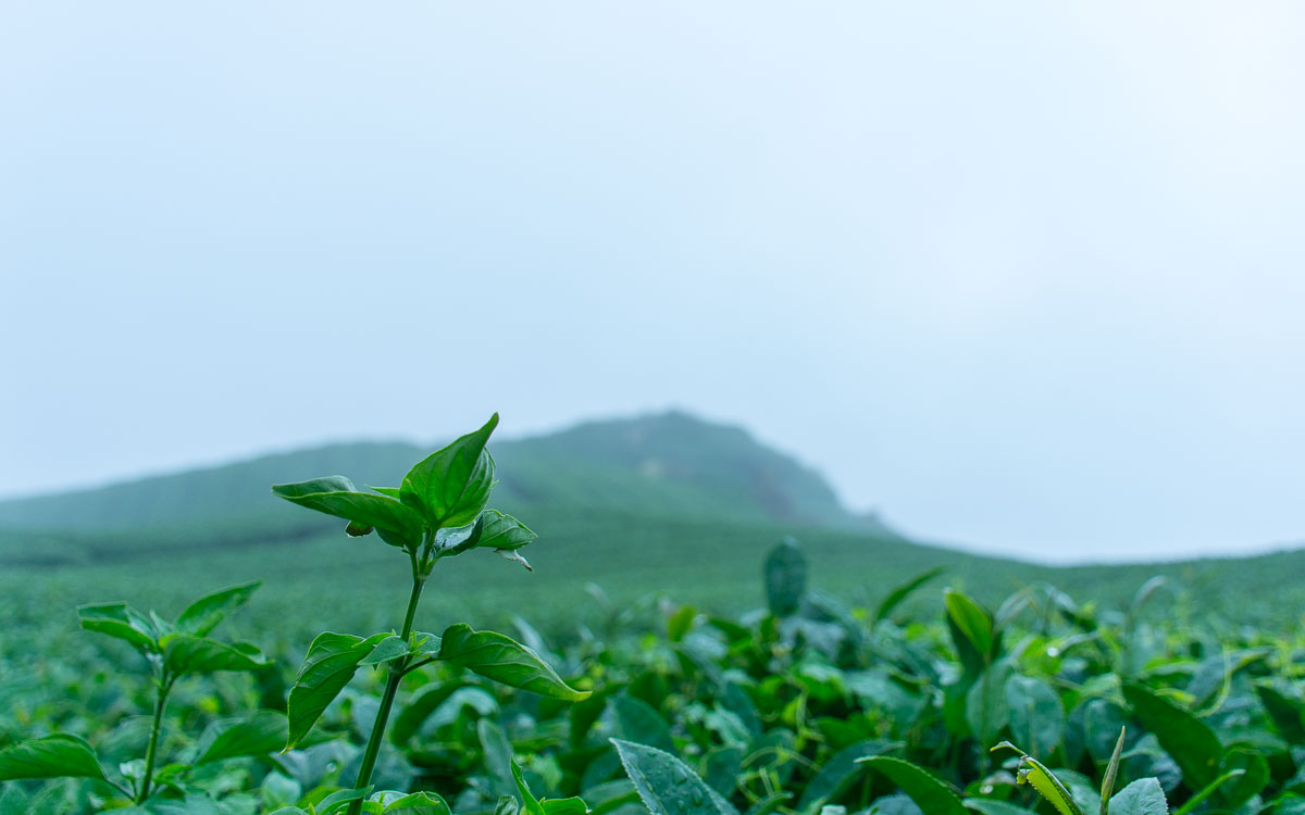 Close up view of tea plantation
