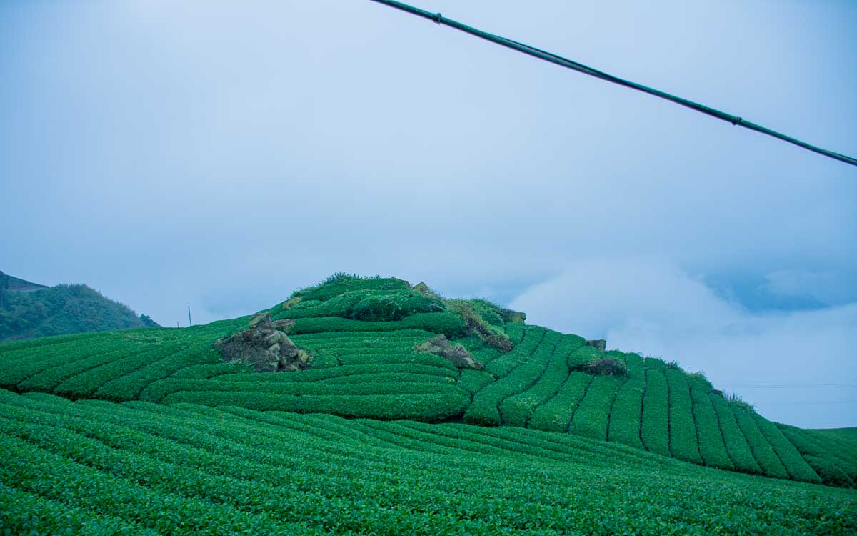 Tea plantation at Eryanping Trail