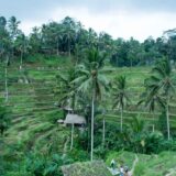 Panoramic view of Tegallalang rice terraces in Ubud Bali with traditional irrigation channels and green terraced fields