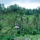 Panoramic view of Tegallalang rice terraces in Ubud Bali with traditional irrigation channels and green terraced fields