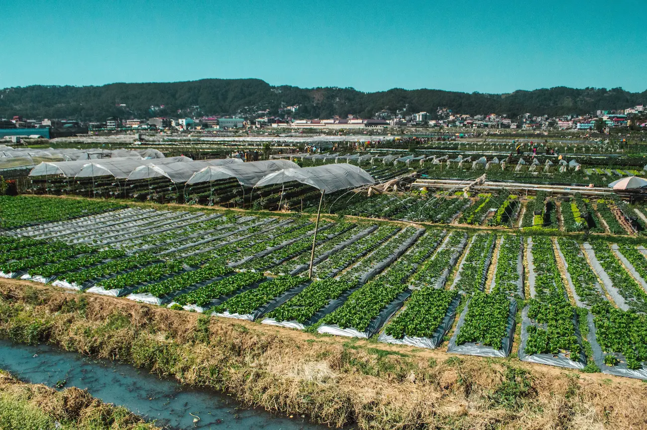 Strawberry picking at La Trinidad farm near Baguio for weekend visitors from Manila